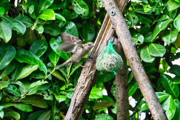 Ein Spatz beim Landeanflug.