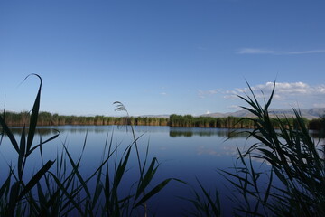 Reed Plant in the Lake and Its Reflections in the Lake