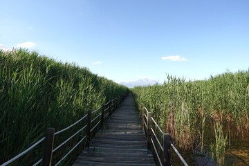 Fototapeta na wymiar Wooden Path to Horizon in Reeds 