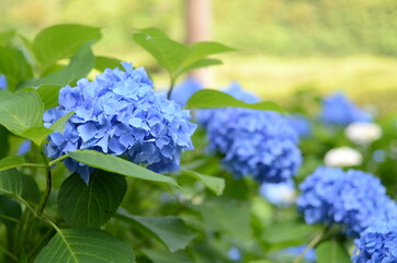三室戸寺の紫陽花