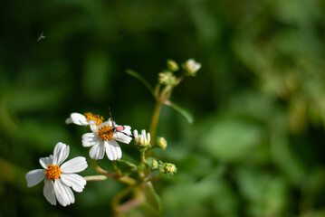 Insects in the midst of nature full of green
