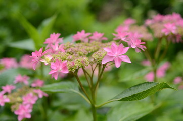 三室戸寺の紫陽花