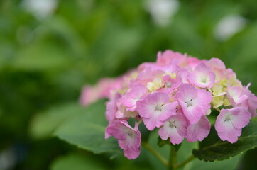 三室戸寺の紫陽花
