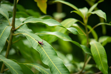 Insects in the midst of nature full of green