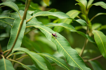 Insects in the midst of nature full of green