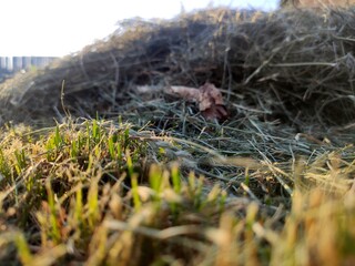 fresh cut grass dries in the sun. The smell of hay.