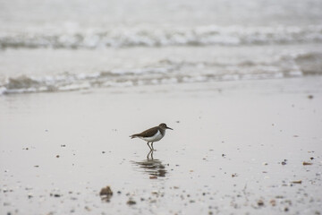 beach bird
