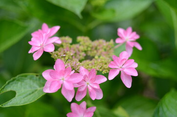 三室戸寺の紫陽花