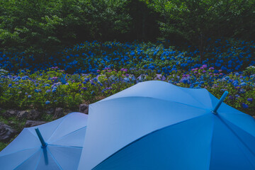 梅雨に咲く紫陽花と綺麗な傘