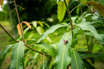 Insects in the midst of nature full of green