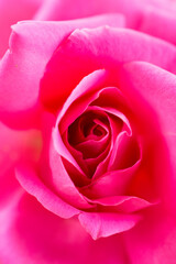 pink rose close up