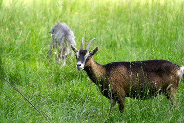 Naklejka na ściany i meble Goats in the graze at Zurich Uetliberg on a sunny summer morning. Photo taken June 18th, 2021, Zurich, Switzerland.