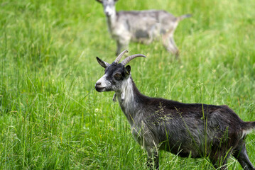 Goats in the graze  at Zurich Uetliberg on a sunny summer morning. Photo taken June 18th, 2021, Zurich, Switzerland.