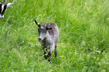Goats in the graze  at Zurich Uetliberg on a sunny summer morning. Photo taken June 18th, 2021, Zurich, Switzerland.