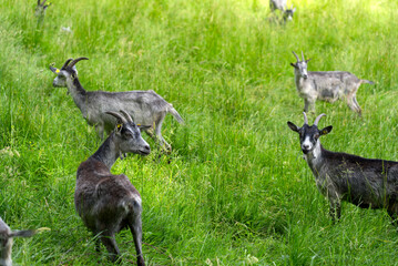 Goats in the graze  at Zurich Uetliberg on a sunny summer morning. Photo taken June 18th, 2021, Zurich, Switzerland.