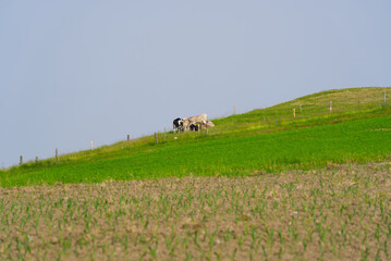 Hill with agriculture field in the foreground and cows in the background. Photo taken June 18th, 2021, Zurich, Switzerland.