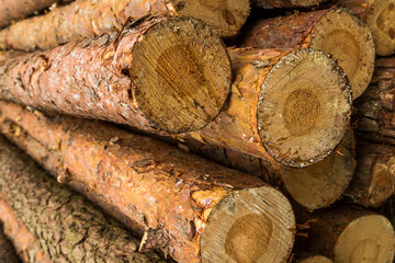 logs piled up in the forest. Fresh logs. The thinning of the forest. the logging timber wood industry.