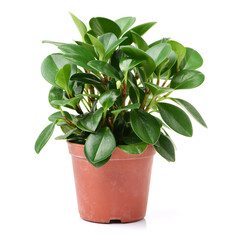 home plant in pot on white background