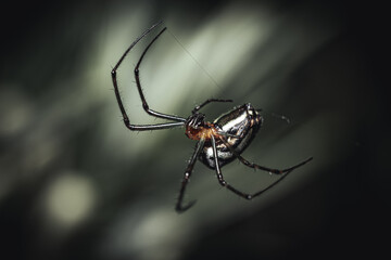 spider