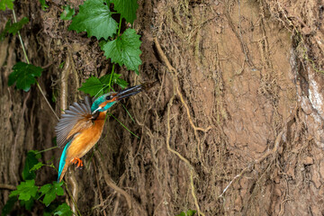 Eisvogel (Alcedo atthis) Männchen