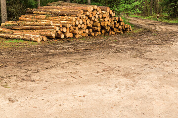 logs piled up in the forest. Fresh logs. The thinning of the forest. the logging timber wood...