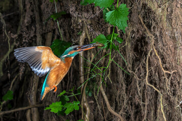 Eisvogel (Alcedo atthis) Weibchen