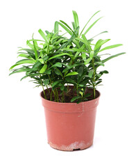 home plant in pot on white background