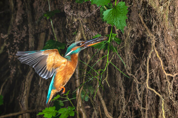 Eisvogel (Alcedo atthis) Weibchen