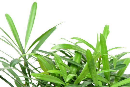 home plant in pot on white backgroundhome plant in pot on white background