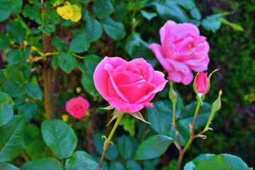 pink rose in garden