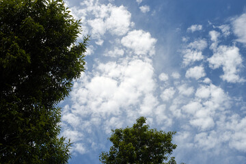 晴れ・森の上空・樹木・空の風景