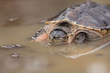 The common snapping turtle is a species of large freshwater turtle