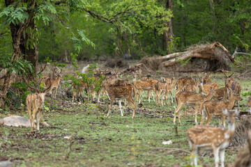 Spotted Deer from Jungles of India