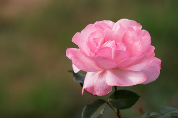 Beautiful rose flower in the garden. Rose flowers on the background blurry pink roses flower in the garden of roses