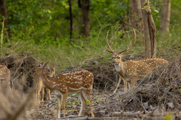 Spotted Deer from Jungles of India