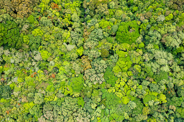 Aerial top view forest tree. Amazon jungle from above.