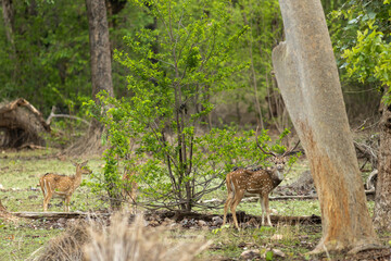 Spotted Deer from Jungles of India