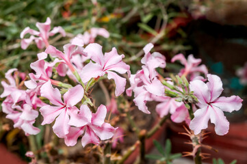 Dikvoet (Pachypodium succulentum) in greenhouse