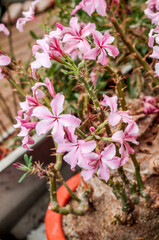 Dikvoet (Pachypodium succulentum) in greenhouse