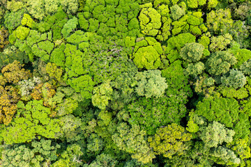Aerial top view forest tree. Amazon jungle from above.