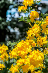 Yellow Azalea (Rhododendron luteum) in park