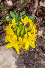 Yellow Azalea (Rhododendron luteum) in park