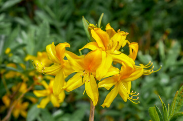 Yellow Azalea (Rhododendron luteum) in park