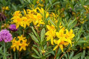 Yellow Azalea (Rhododendron luteum) in park