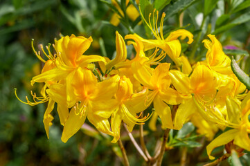 Yellow Azalea (Rhododendron luteum) in park