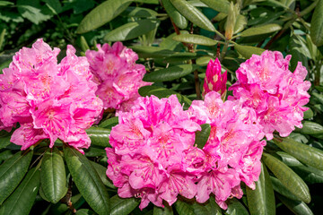 Rhododendron 'Helsinki University' (Rhododendron brachycarpum subsp. tigerstedti x Rhododendron sp.) in garden