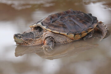 The common snapping turtle is a species of large freshwater turtle