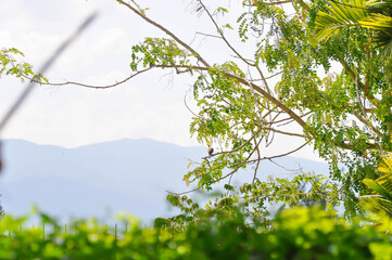 sky ,bird and tree and mountain background and Senna siamea