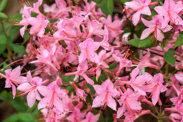 Azalea Mollis Hybrid (Rhododendron x mollis) in garden
