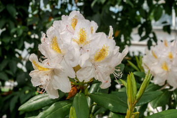 Obraz na płótnie Canvas Catawba Rhododendron Cultivar (Rhododendron catawbiense) in park